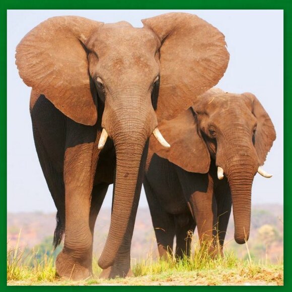 Very Rare Hollóháza Porcelain Specially Crafted & Hand-Painted Elephant Figurine - Picture 11 of 16